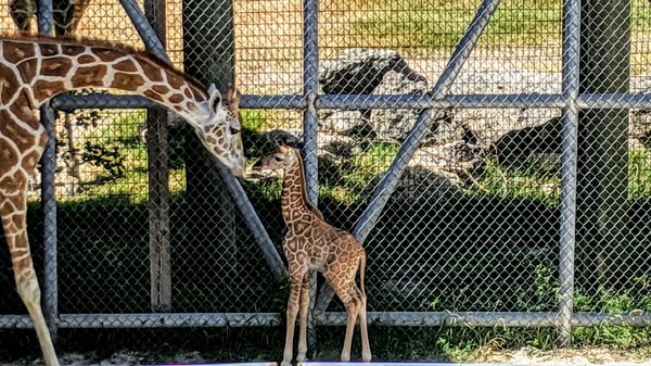 Quels sont les tarifs du zoo de la Flèche ?